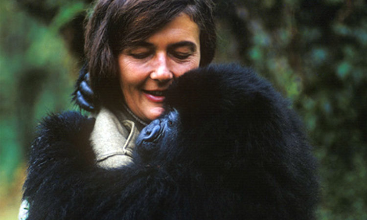 dian fossey gorilla fund campus