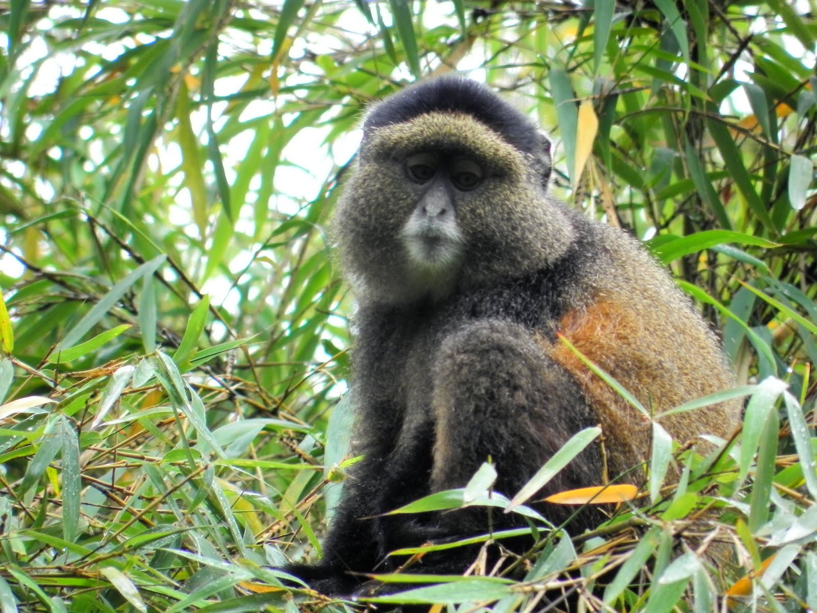 Golden Monkeys  Uganda and Rwanda Wildlife Guide