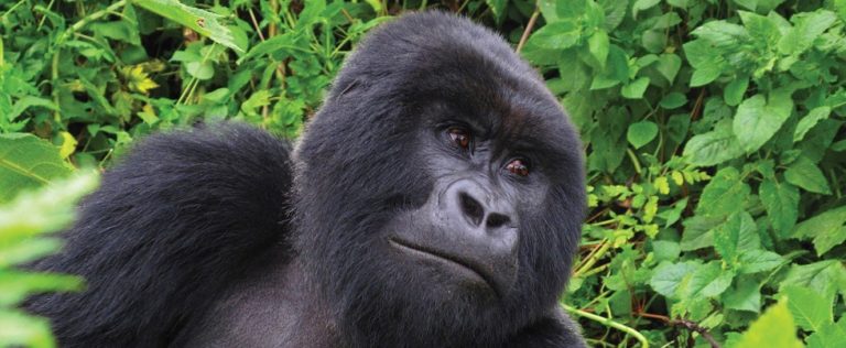 Titus Gorilla Family 