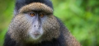 Can I trek mountain gorillas and golden monkeys using the same permit?