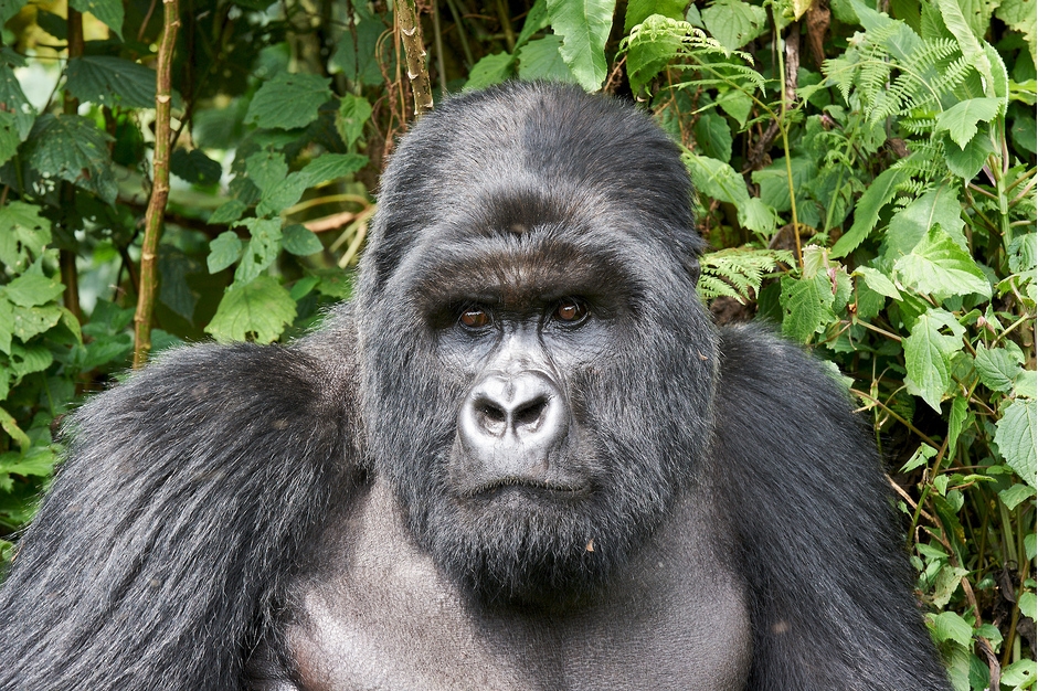 Kwitonda Gorilla Family - rwanda gorilla family , Rwanda safari