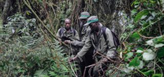 Poaching in Volcanoes National Park