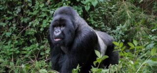 Primate Safaris in Volcanoes National Park