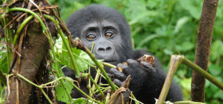 Gorilla Trekking in Mgahinga National Park