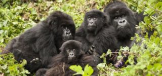 Reasons for gorilla trekking in Volcanoes National Park