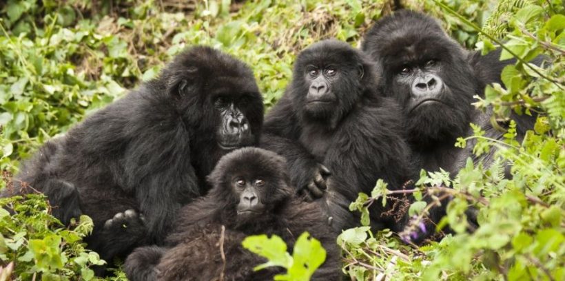 8 Days Rwanda Budget Safari