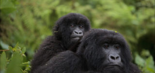 Gorilla trekking in Virunga National Park