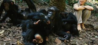 Chimpanzee Habituation in Uganda