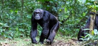 Chimpanzee Trekking in Rwanda Vs Uganda