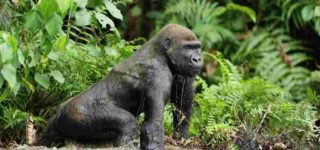 Eastern Lowland Gorilla Trekking in Congo