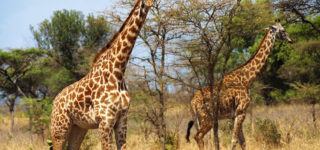 Giraffes in Akagera National Park