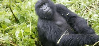 Safety of Gorilla Trekking in Rwanda