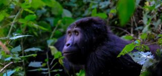 Activities in Mgahinga Gorilla National Park