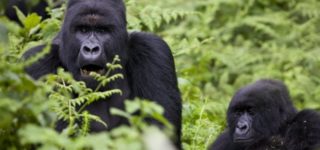 Interesting facts about the Mountain Gorillas