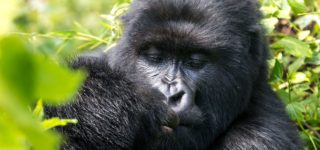 What you need to know on a Rwanda safari