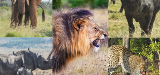 The Big 5 animals