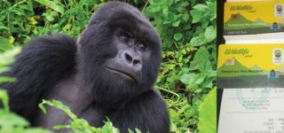 Is a mountain gorilla trekking permit the same as a chimpanzee trekking permit?