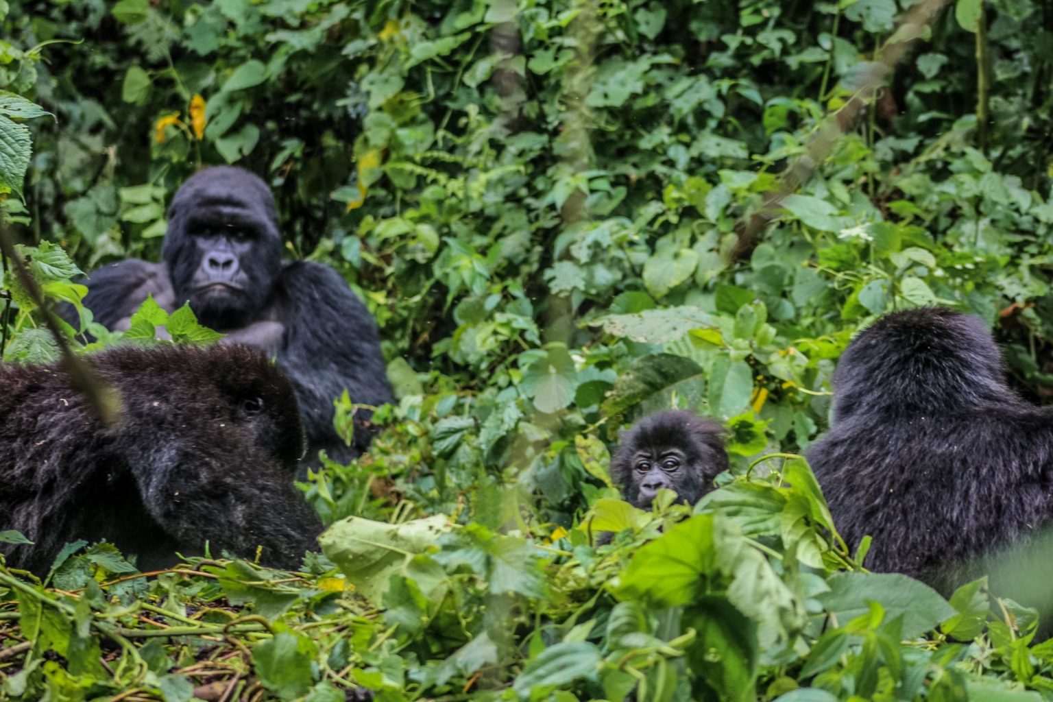 Why Do People Poach Gorillas | Reasons for gorilla poaching