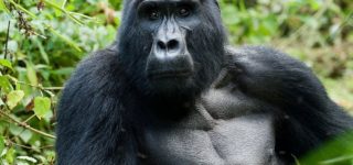 Gorilla Trekking Uganda From Kigali