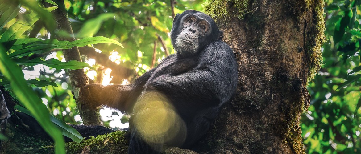 Chimpanzee Trekking In Rwanda 2021 Volcanoes National Park Rwanda 