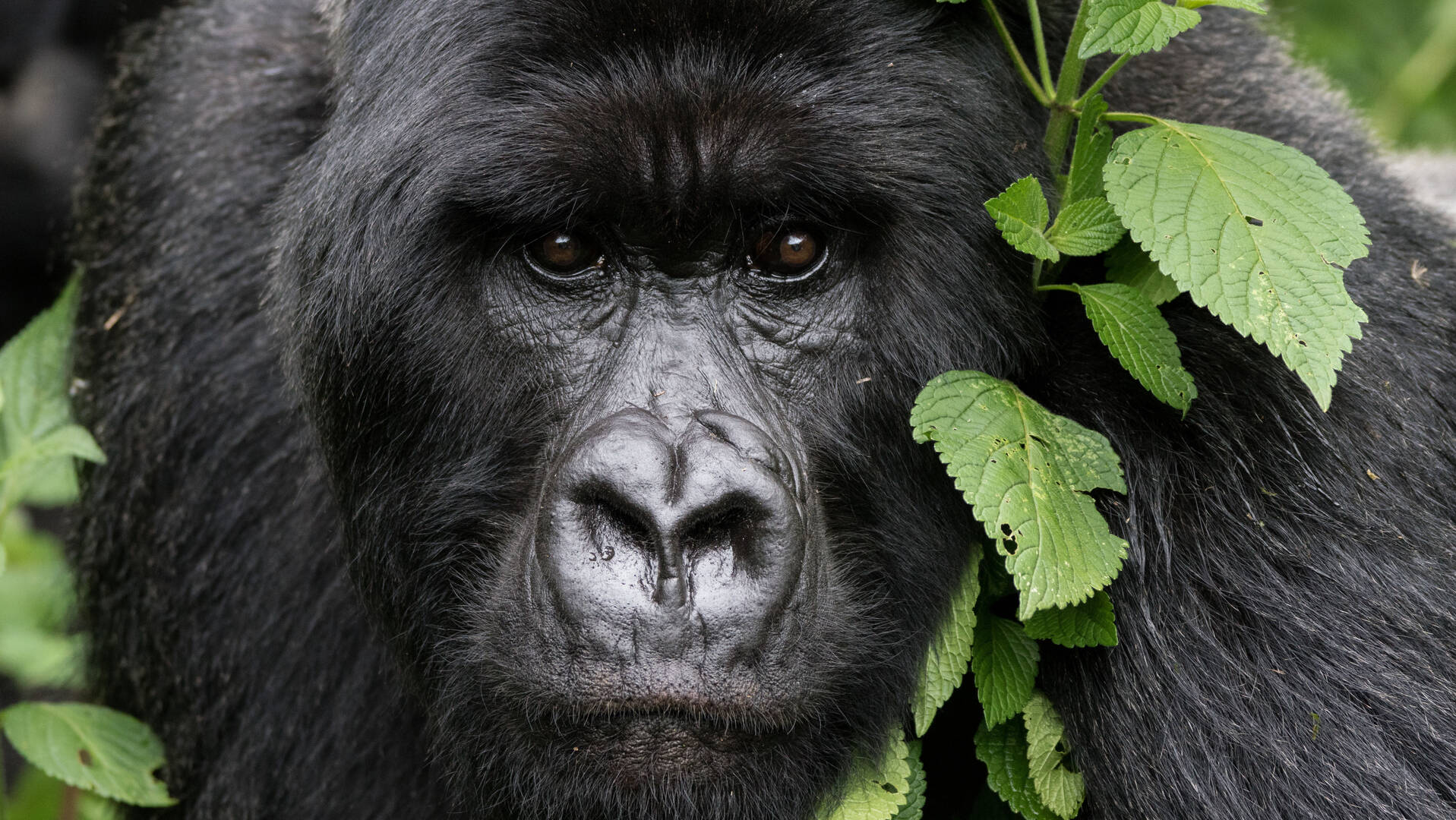 Frequently Asked Questions About Gorilla Trekking Rwanda Safaris   0c5c769b88f347a396c9e590e26445a9 