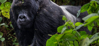 Why Are Gorilla Permit Expensive