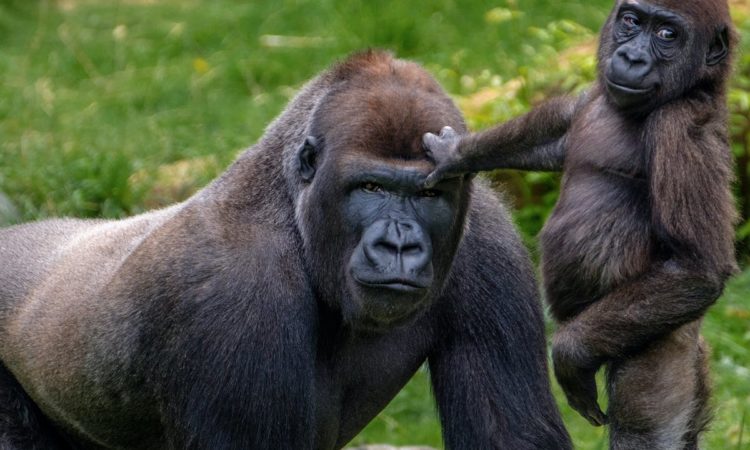 Gorilla Mating and Reproduction 2023-Gorilla trekking safaris