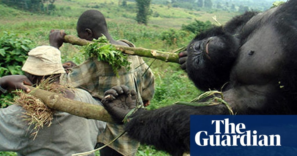 poaching-in-rwanda-why-do-poachers-kill-gorillas-why-people-poach