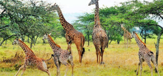 Akagera national park Safaris