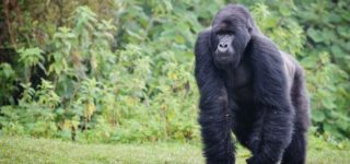 Gorilla habitat