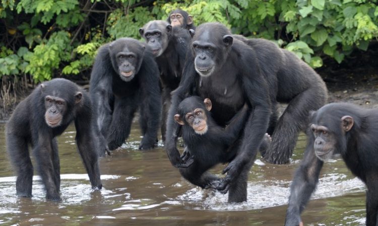 Interesting Facts About Chimpanzees | Chimpanzee Trekking Safaris Tours