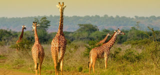 Rwanda Wildlife safari