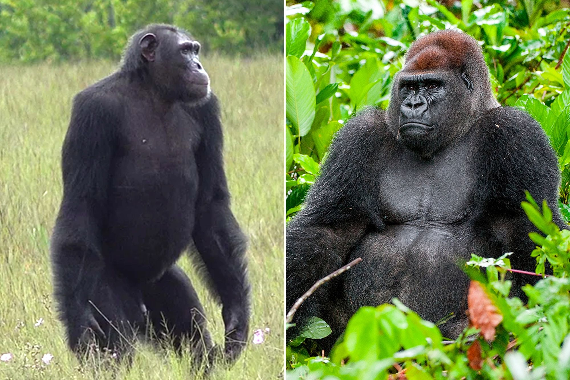 chimpanzee vs gorilla images