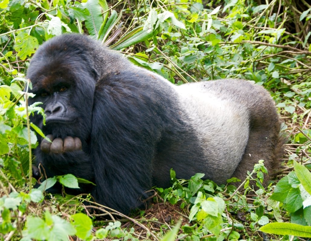 How Long Does A Gorilla Live? | Gorilla Trekking Safaris Facts