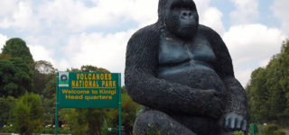 Wildlife in Volcanoes National Park