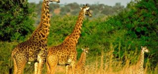 Akagera national park Fees 2022