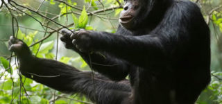 Chimpanzee Trekking In Rwanda 2025