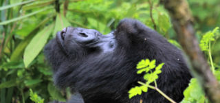 Can I trek mountain gorillas and golden monkeys using the same permit?