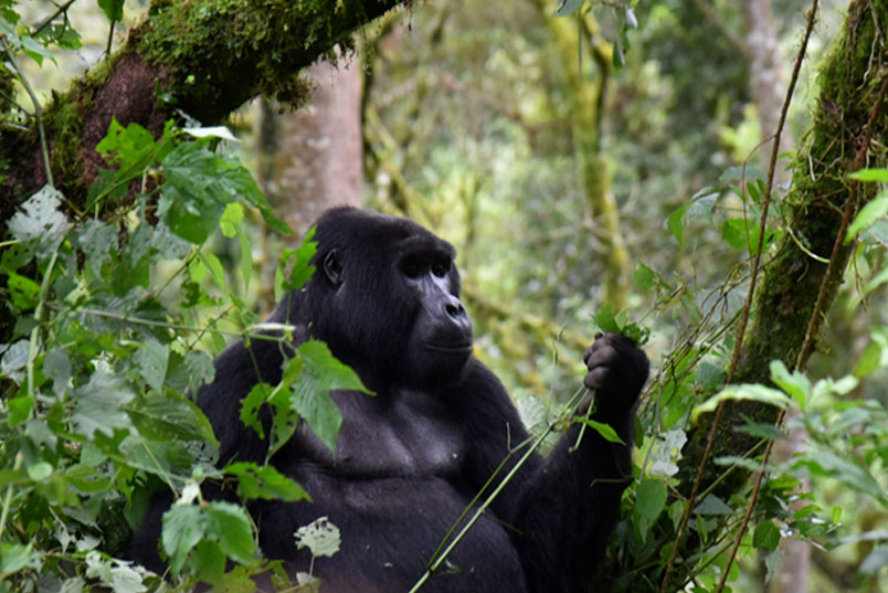 Mountain Gorilla Habituation in Bwindi National Park | Gorilla Trekking