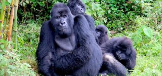 Gorilla Trekking in Virunga National Park