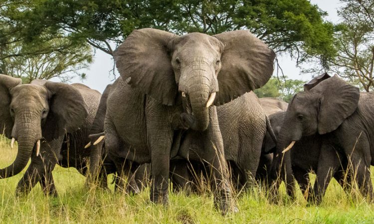 Uganda’s Big Five Safari Destinations