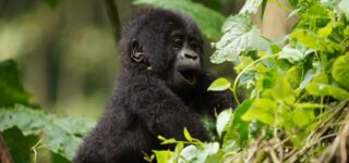 Gorilla Trekking in Virunga National Park