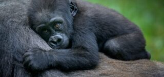 A close encounter with the endangered mountain gorillas in Rwanda