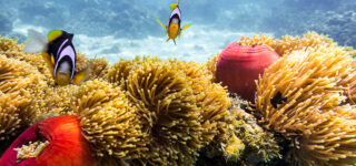 Exploring the Coral Reefs of Zanzibar