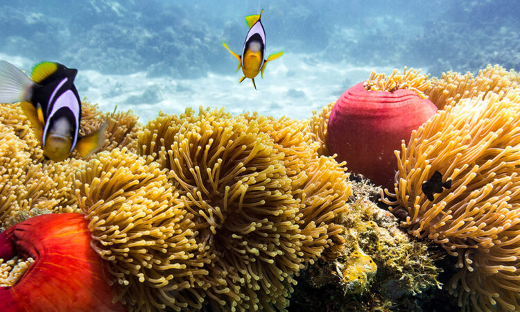 Exploring the Coral Reefs of Zanzibar