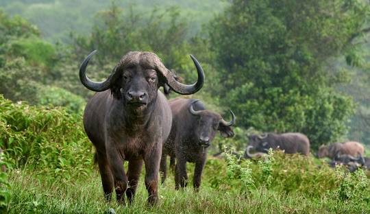 Arusha National Park