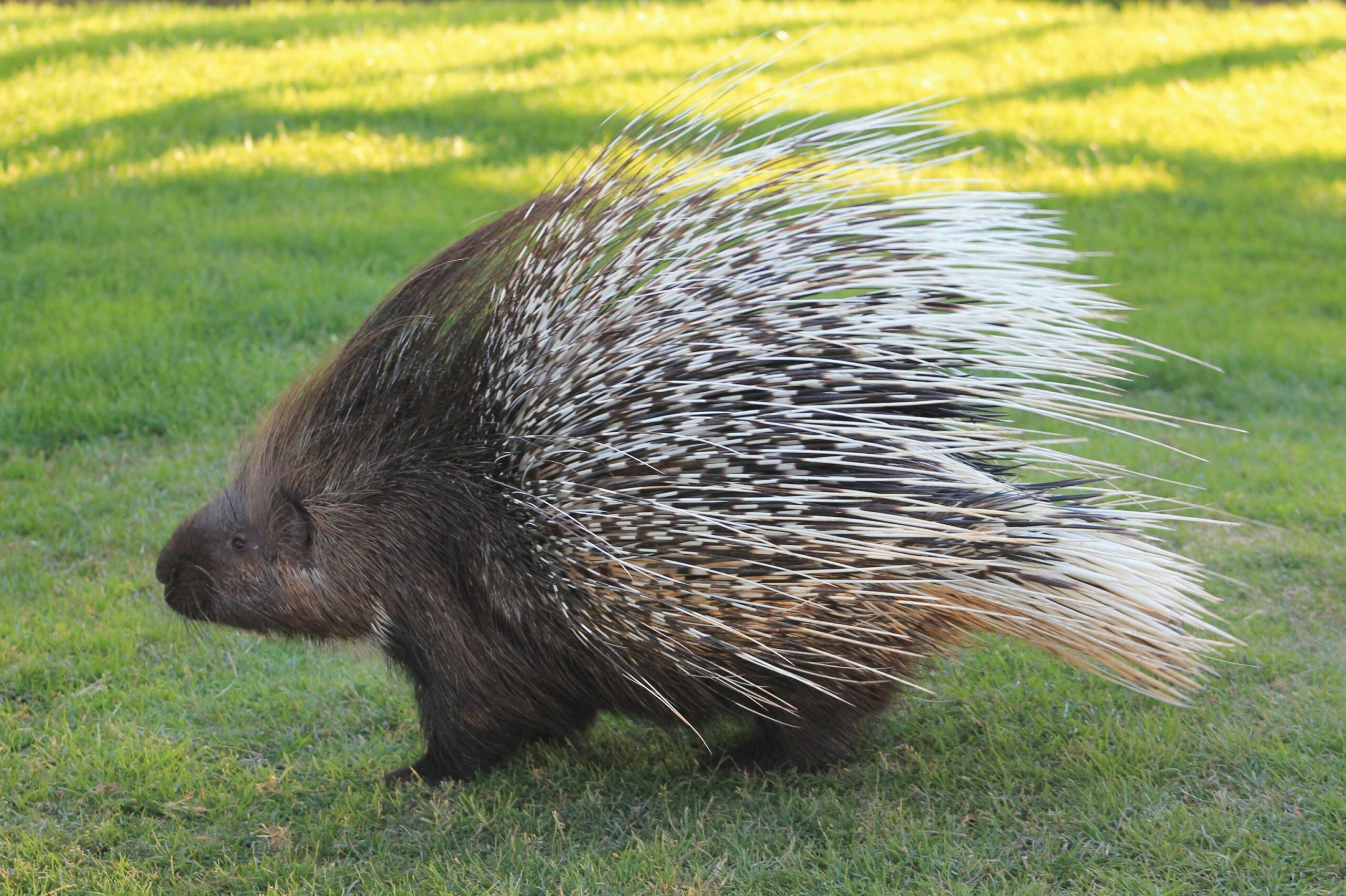 Wildlife in Rwanda