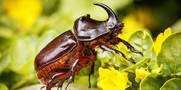 The Rhinoceros Beetle