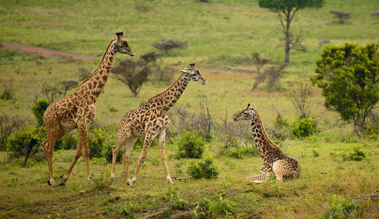 Arusha National Park