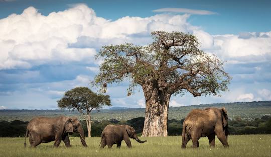 Tarangire National Park